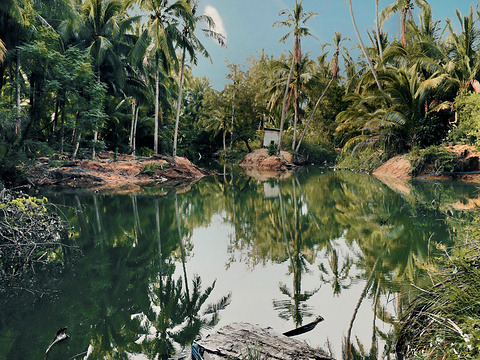 椰子洲岛旅游景点图片