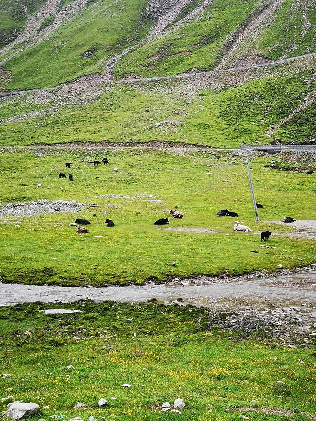 巴朗山熊猫王国之巅