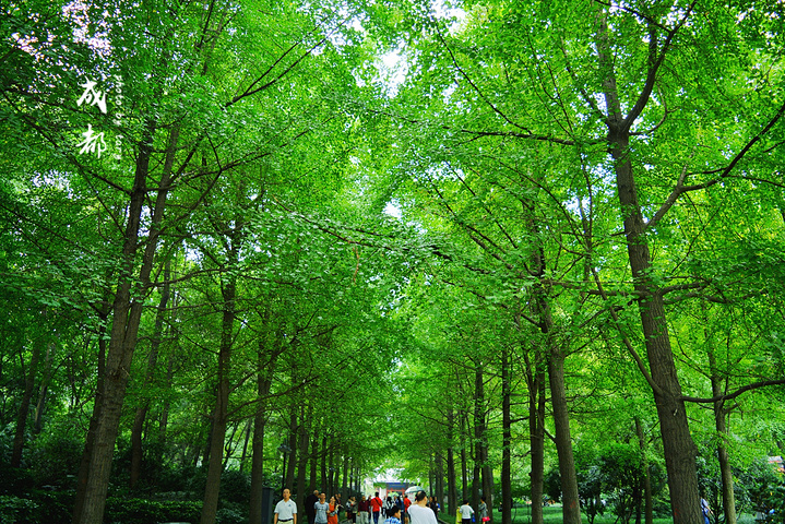 "人民公园_成都市人民公园"的评论图片