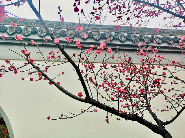 "去梅园最好是1-3月份，这时候梅花开正盛，我们是正月初四去的，正好是赏梅的大好时节。 武汉梅园有公交_东湖梅园"的评论图片