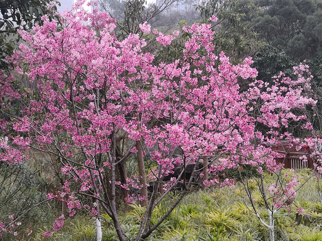 "南宁的公园很多，各有各的主题，一园一花，也不重复，虽然逛了那么多园子，但花儿的种类几乎没有重复过_石门森林公园"的评论图片