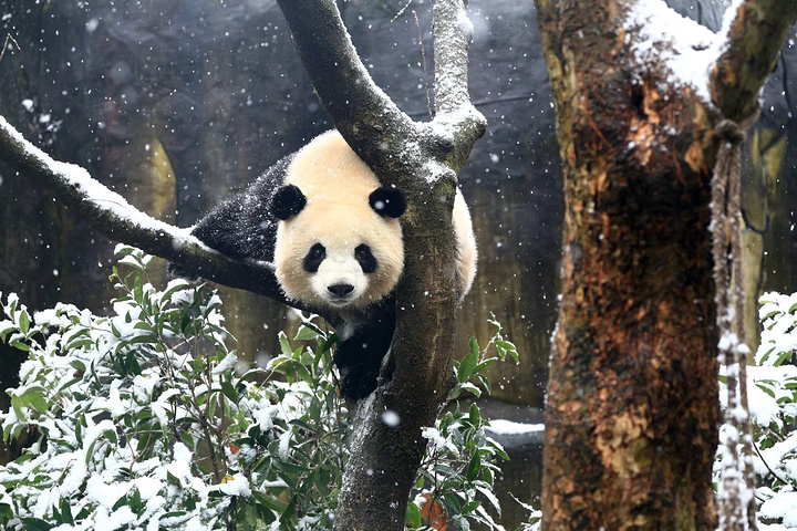 "宛如仙境。雪地里的小熊猫。在都江堰中华熊猫谷景区了大熊猫、小熊猫也和我们一样喜欢洁白如玉的雪花_熊猫谷"的评论图片