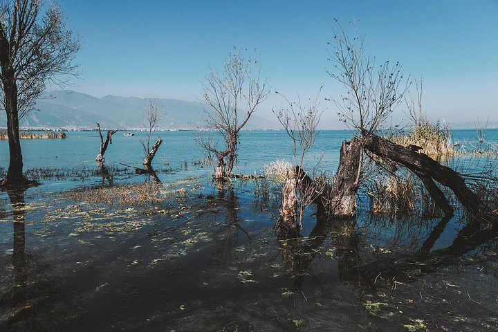 "🔥 「景点特色」：洱海是白族人民的“母亲湖”，白族先民称之为“金月亮”，是一个风光秀媚的高原..._洱海"的评论图片
