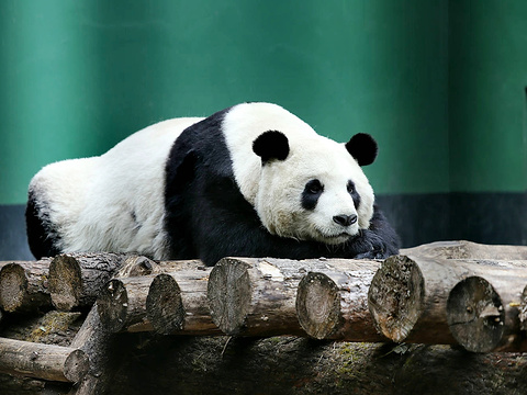 卧龙大熊猫自然保护区旅游景点图片