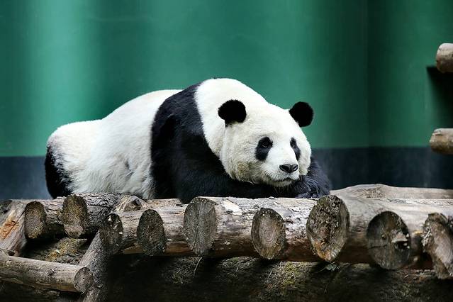 卧龙自然保护区