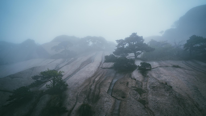 "谷旁古树虬枝，如铁壁挂画，谷内怪石异草，似丹墀仙境，引人入胜。开在悬崖边的野花 美丽又危险 难以靠近_天柱山"的评论图片