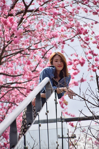 "三月，跟我一起打卡樱花圣地大理大学能和你一起赏樱花，哪里，都好”_大理大学"的评论图片