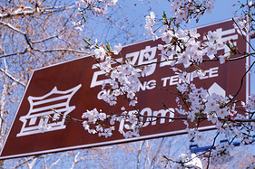 『江苏无锡南京』春天，住在樱花里