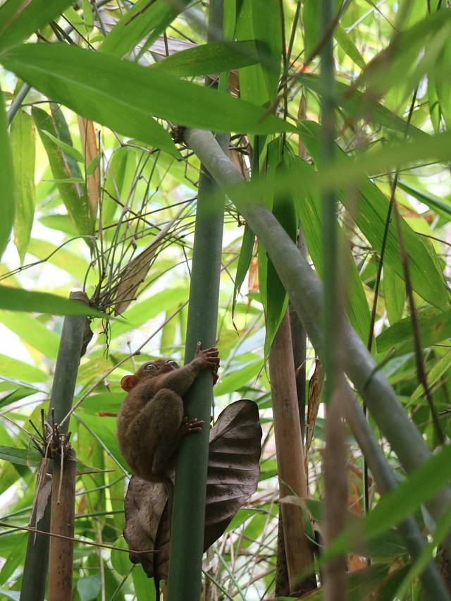 眼镜猴游客中心