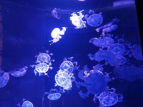 金牛湖野生动物王国旅游景点图片