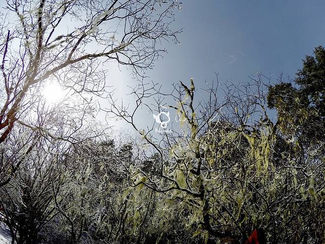 普达措杜鹃花海