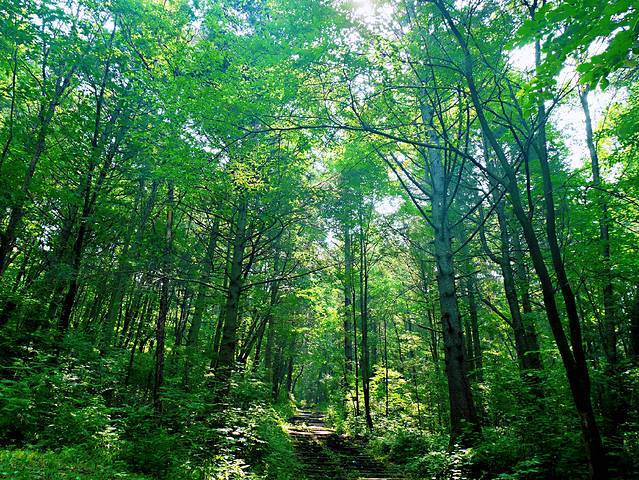伊春兴安国家森林公园