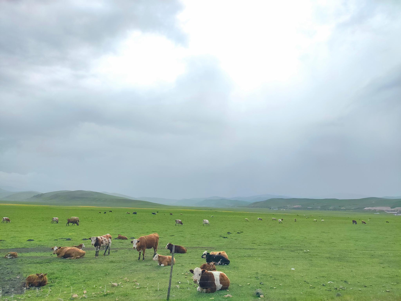 锡林郭勒：内蒙古最原生态的草场，“欧亚大陆的样板草原”_中国网