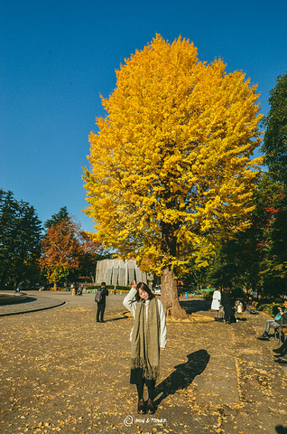 "松本楼旁有着一颗超级巨大的银杏，身边走过的 日本 阿姨无一不发出“思锅一”的赞叹，这里也是日比..._日比谷公园"的评论图片