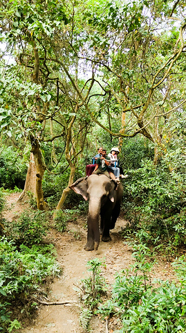 "下午三点出发前往奇特旺国家公园。奇特旺是尼泊尔继徒步游和加德满都山谷之后第三大最吸引游人的地方_奇旺国家公园"的评论图片