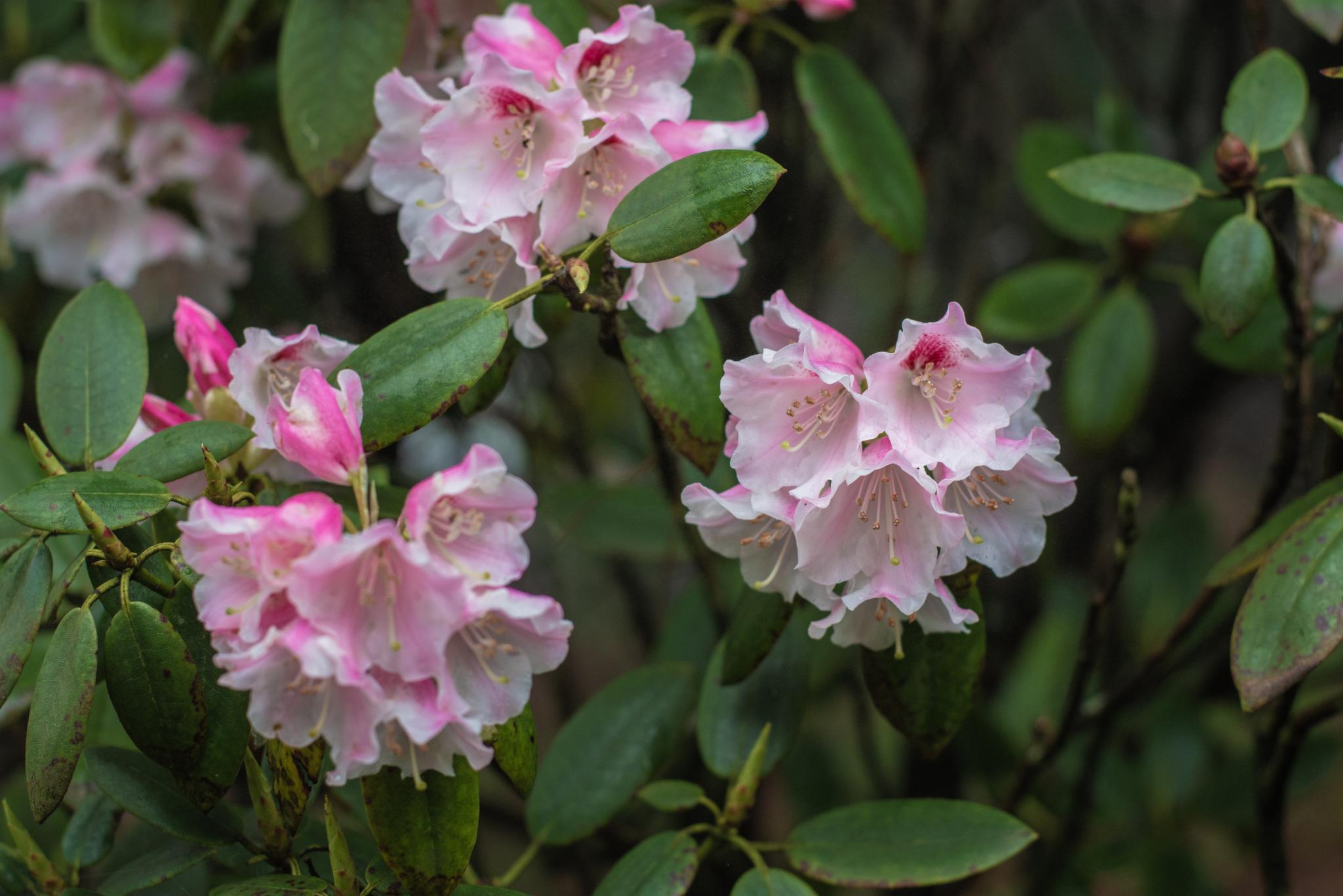 鹃花有很大的差异人们常说人间五月天黄山看杜鹃如今正是一年中前往