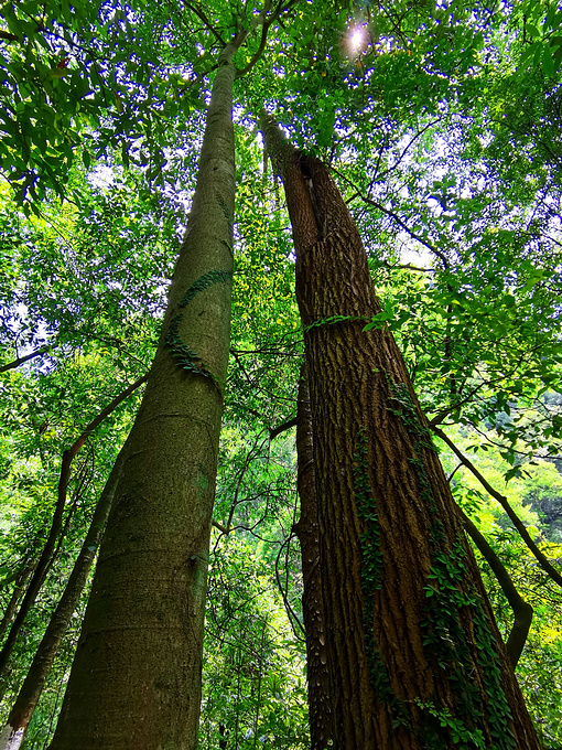 探寻亚洲最大野生楠木林宜昌中亚楠木林游记