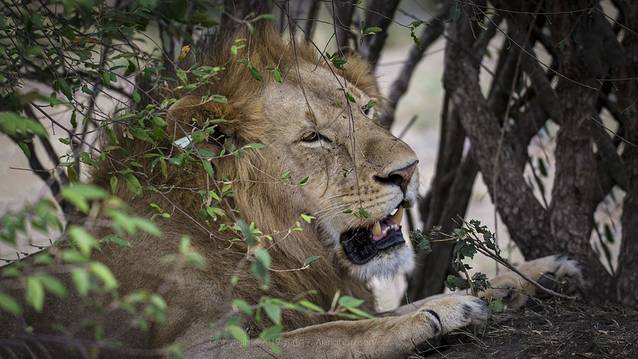 马赛马拉国家保护区