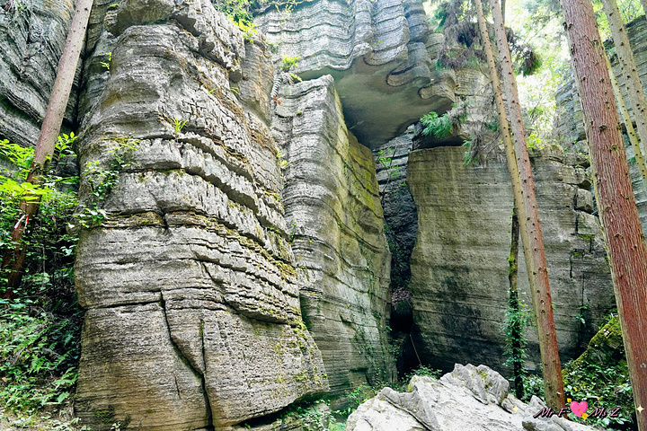 "人行其间，仿佛置身于“爱丽丝”仙境，非常梦幻。青龙台目前关闭，建议游览顺序为莲花寨→磨子沟→九龙汇_恩施梭布垭石林景区"的评论图片