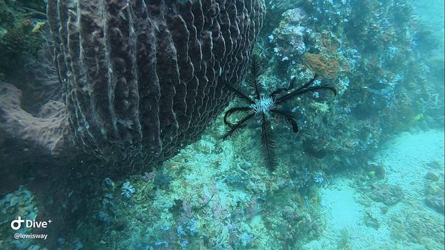 PG岛(Puerto Galera)求婚大事件