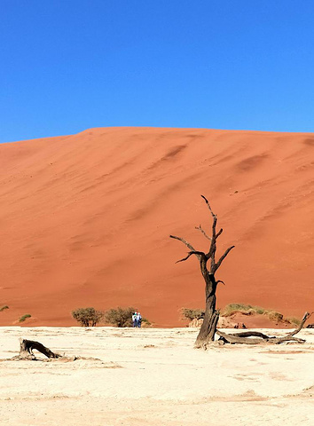 "死亡谷面积不大，被三面高耸的沙丘环抱。除了干涸的泥土，就是数十棵枯死很多年的骆驼树了_死亡谷"的评论图片