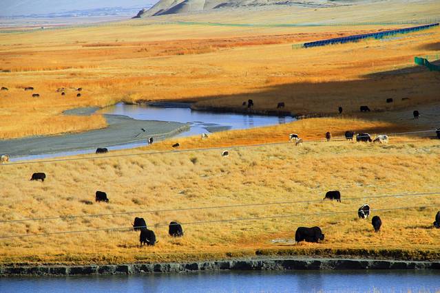 塔合曼高原湿地