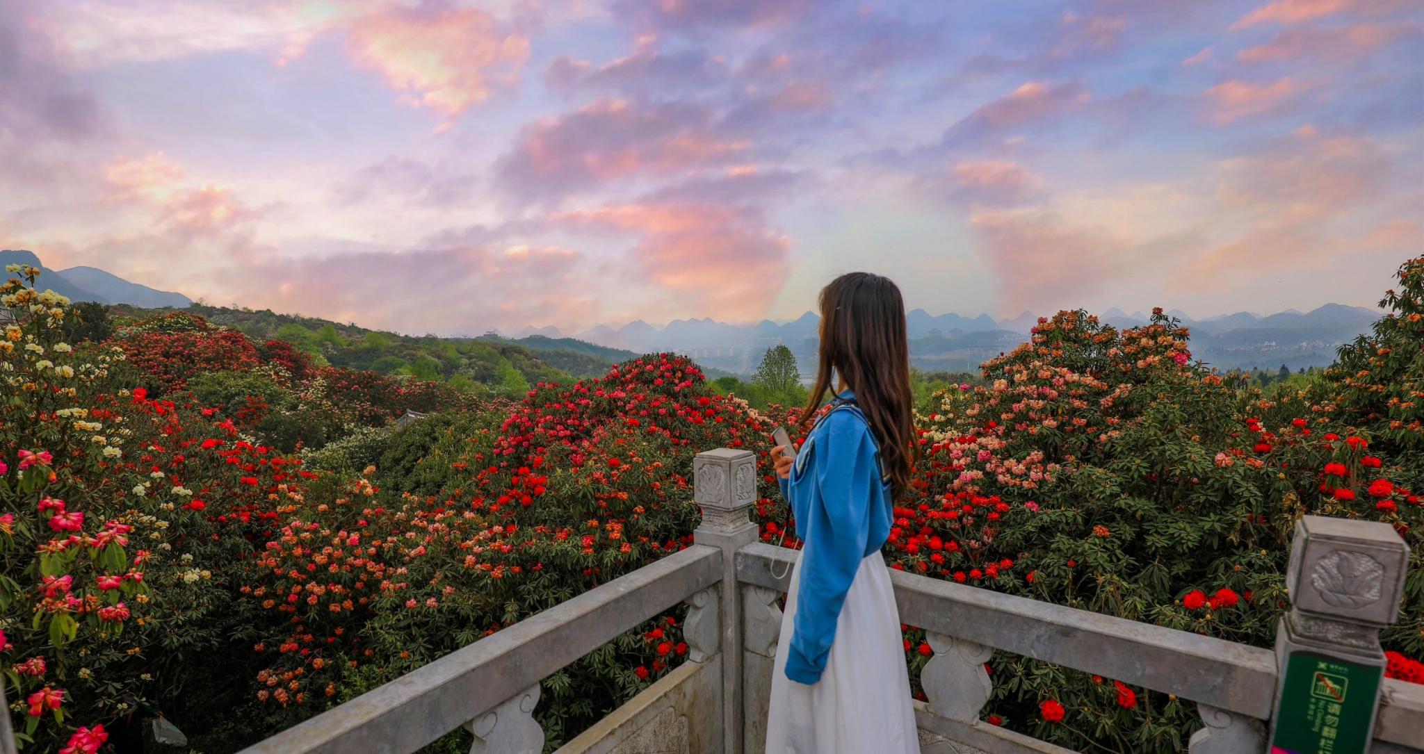 ［百里杜鹃］花开百里，只为遇见你