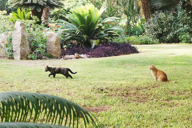 基布兹恩戈植物园