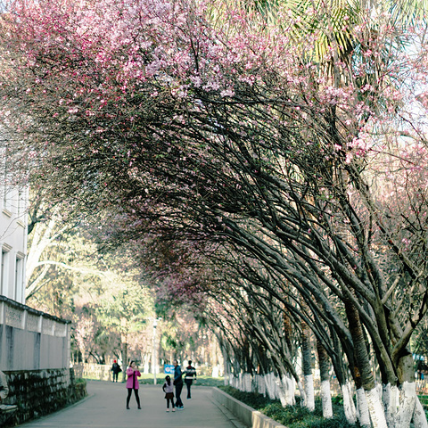 "继续往左边走会看到白色房子，和比较高的海棠花，从远处拍，海棠花，和校园的风景交相呼应，也是美极了_云南大学"的评论图片