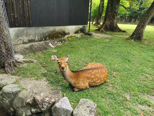 "鹿饼在公园门口有卖，150日元~悄悄的说，小鹿照片看着漂亮，其实很臭~奈良喂小鹿，小鹿一点也不怕人_奈良公园"的评论图片