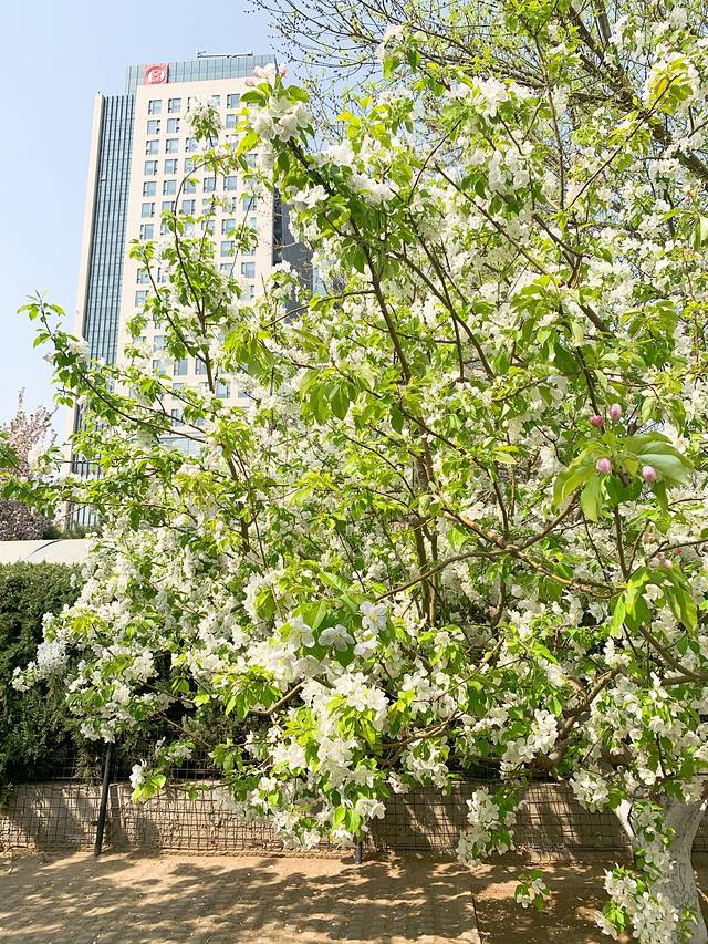 元大都城垣遗址公园-海棠花溪