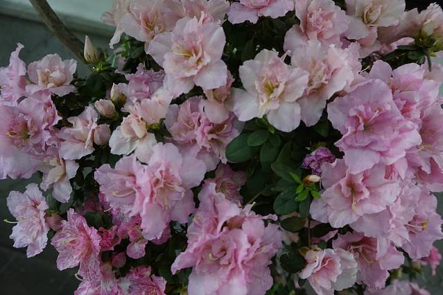 锡惠公园-中国杜鹃园