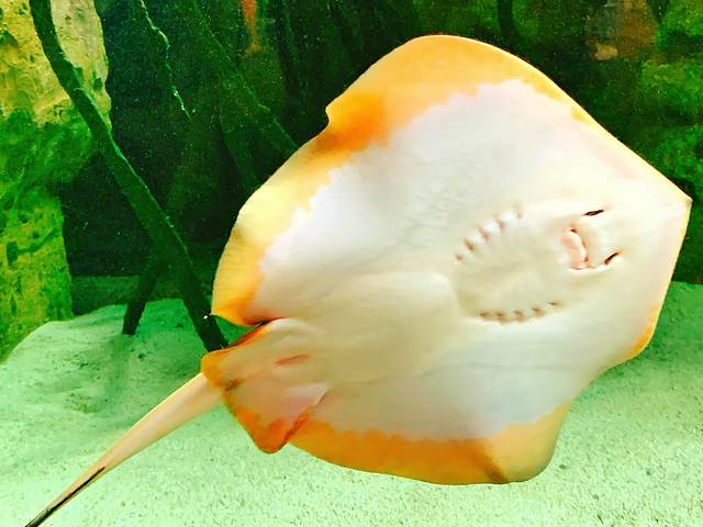 珠海长隆海洋王国·鲸鲨馆