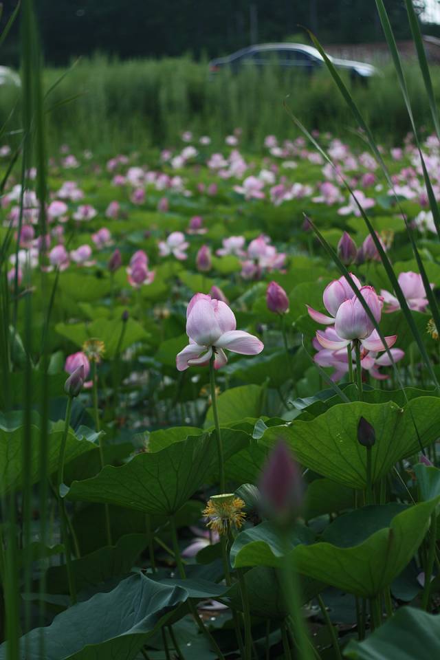 莲花湖旅游景区