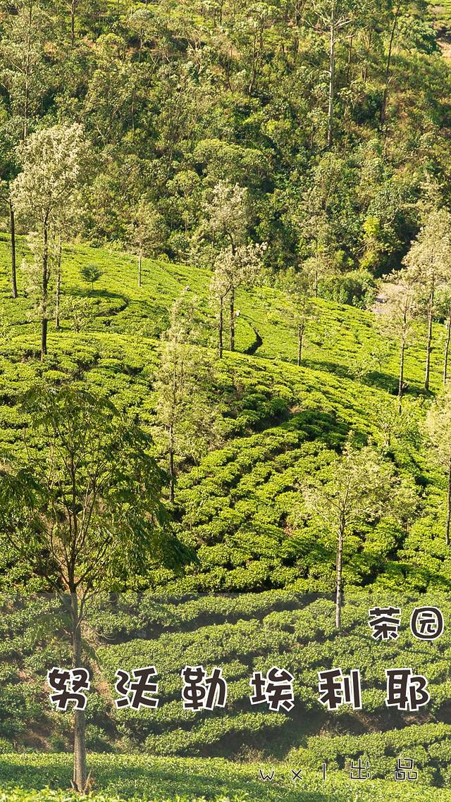 努沃勒埃利耶小镇