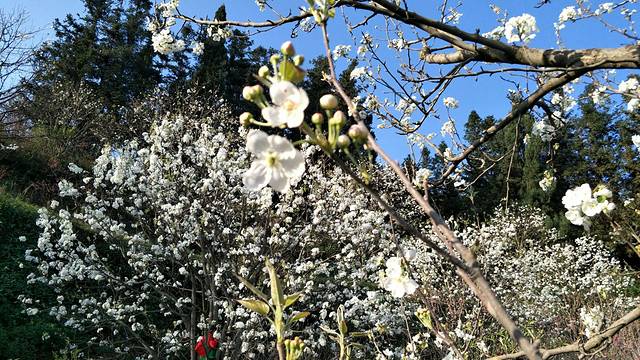 加级寨梨花谷老王农家乐