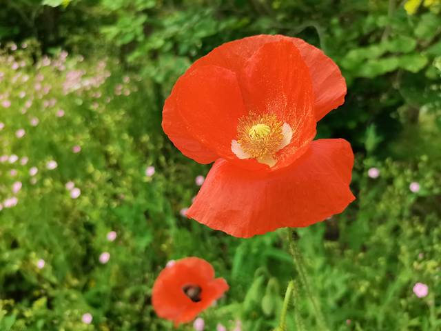 花开海上生态园