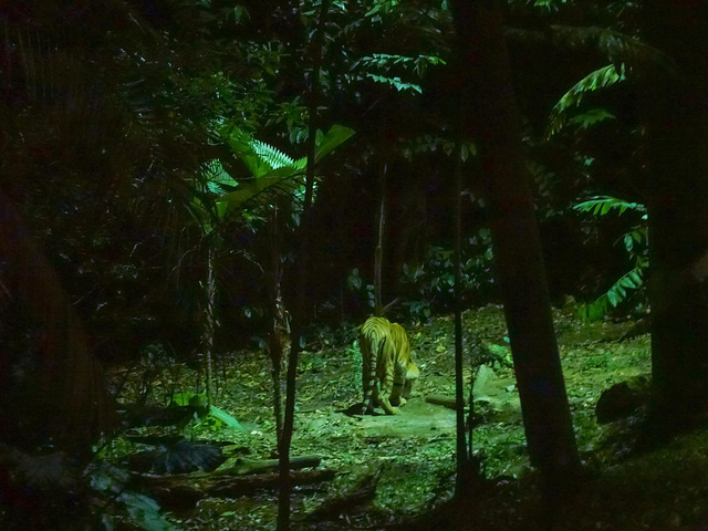 "有很多小伙伴做过游览车就返回了，但其实动物园设置的4条步行路径也是非常值得体验的_新加坡夜间野生动物园"的评论图片