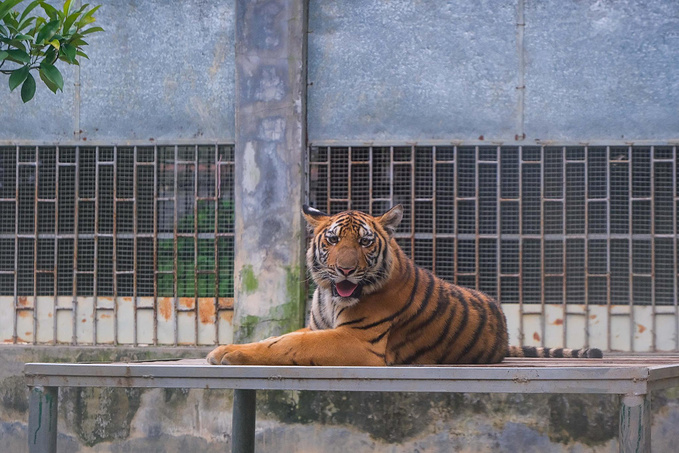 2,华南虎园:一起去看可可爱爱的小老虎们图片