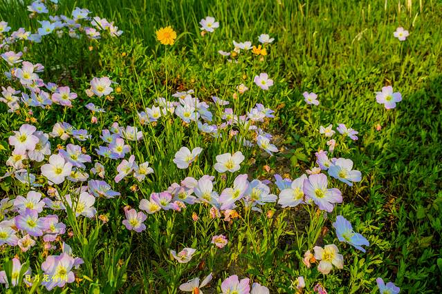 芦花荡湿地公园
