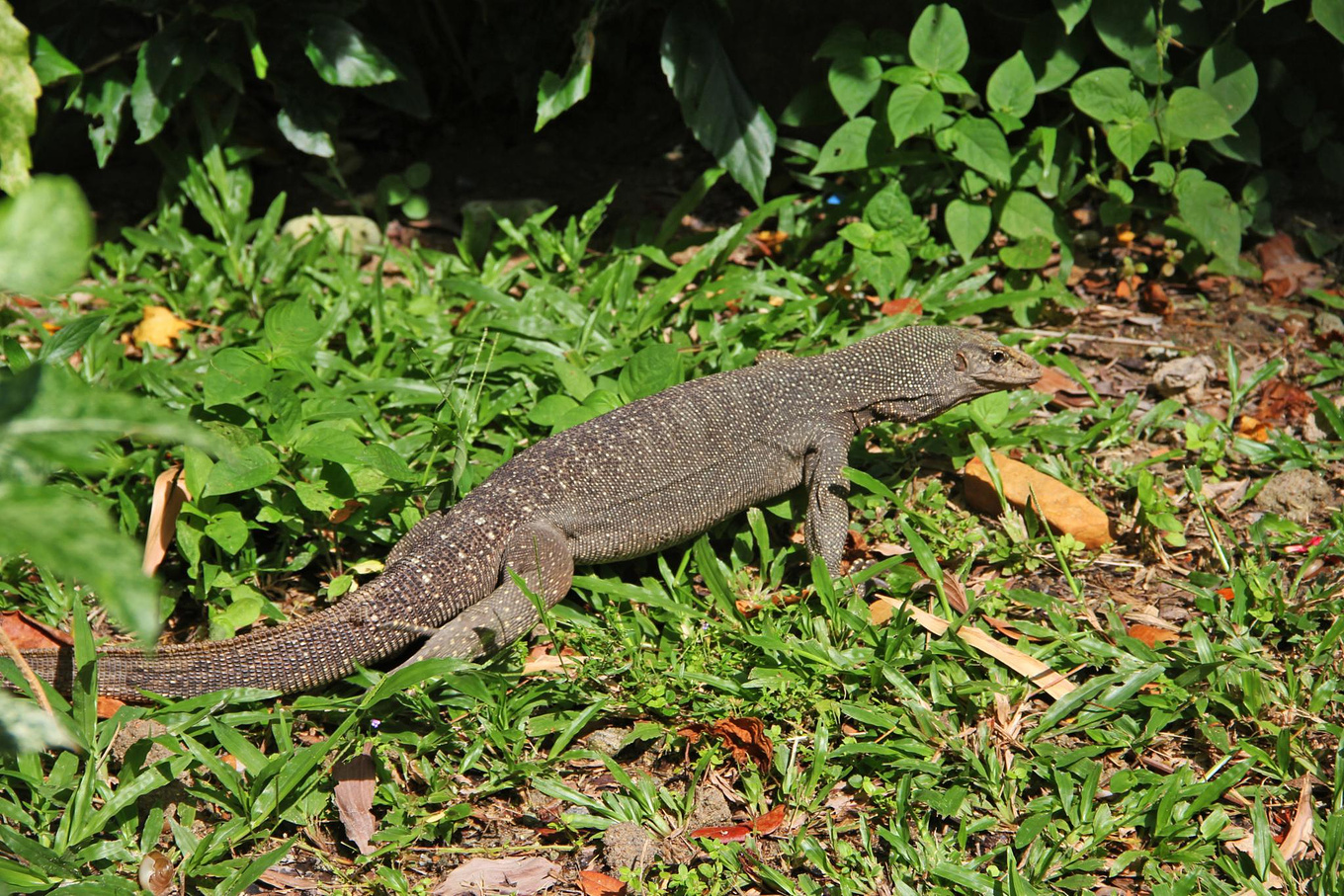 将近一米长的大蜥蜴