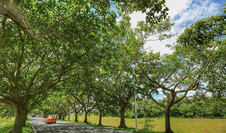 "...的城市景观，可惜都是在国外，相信有一天位于亚龙湾的这一条“榕树大道”也会成为三亚最美的一道风景_亚龙湾"的评论图片