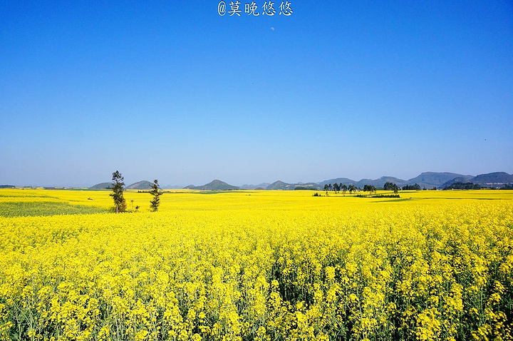 "2月寒意刚刚退去，春节的喜庆蔓延在大街小巷，一份美好的开始就从云南罗平开始吧_罗平油菜花景区"的评论图片