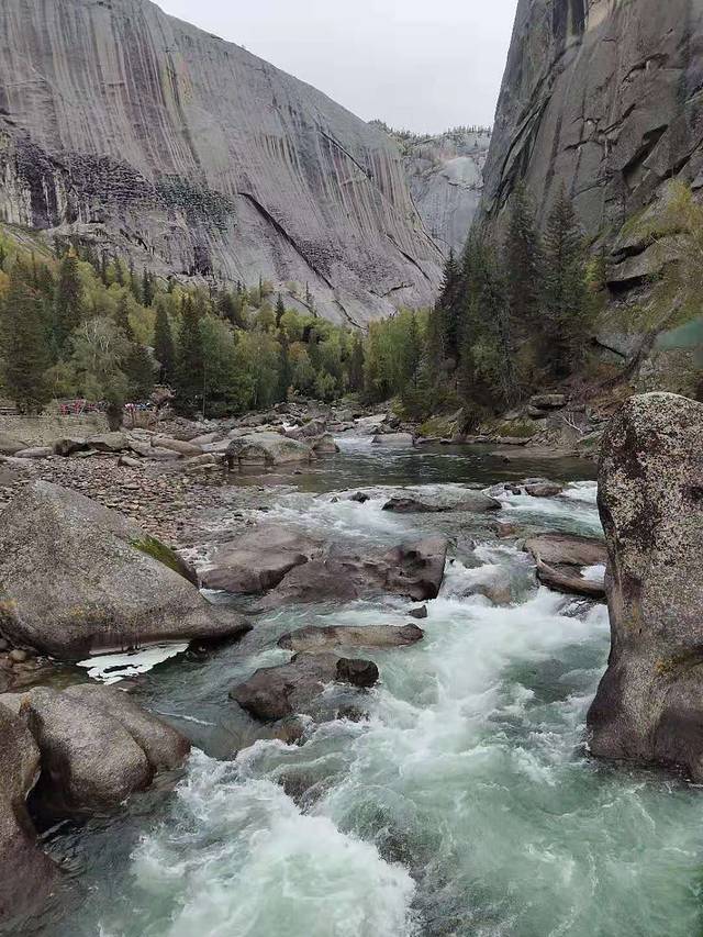 可可托海白桦林