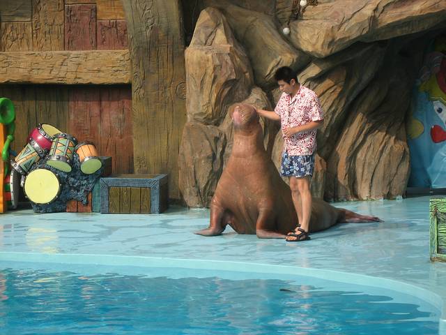 老虎滩海洋公园-海兽馆