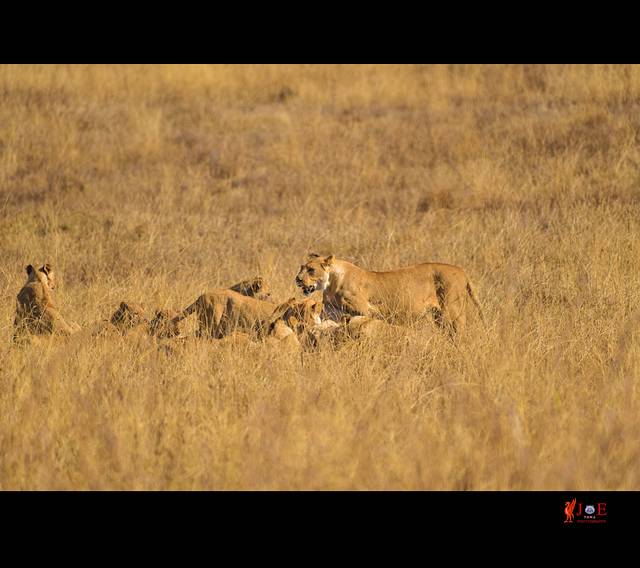 恩戈罗恩戈罗火山口