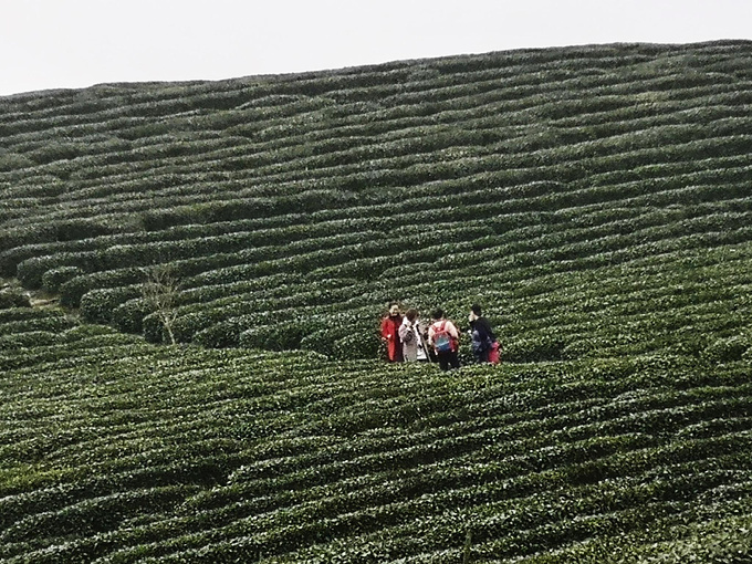 梨园、茶园图片