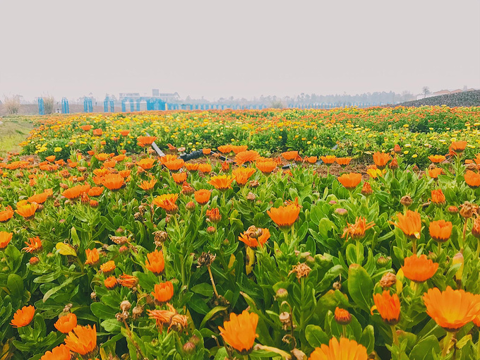 春遊成都蔚然花海