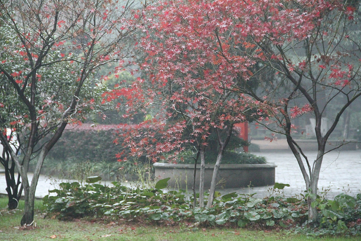 "进入公园一处非常醒目的导览图。12月份的长沙天气比较寒冷了，树叶的红色将公园装点的更加美丽和好看_天心阁"的评论图片