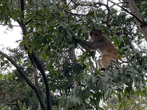 三岭湾猕猴观赏园旅游景点图片